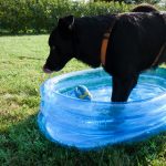 attivazione mentale: Laboratorio di attivazione mentale per cani