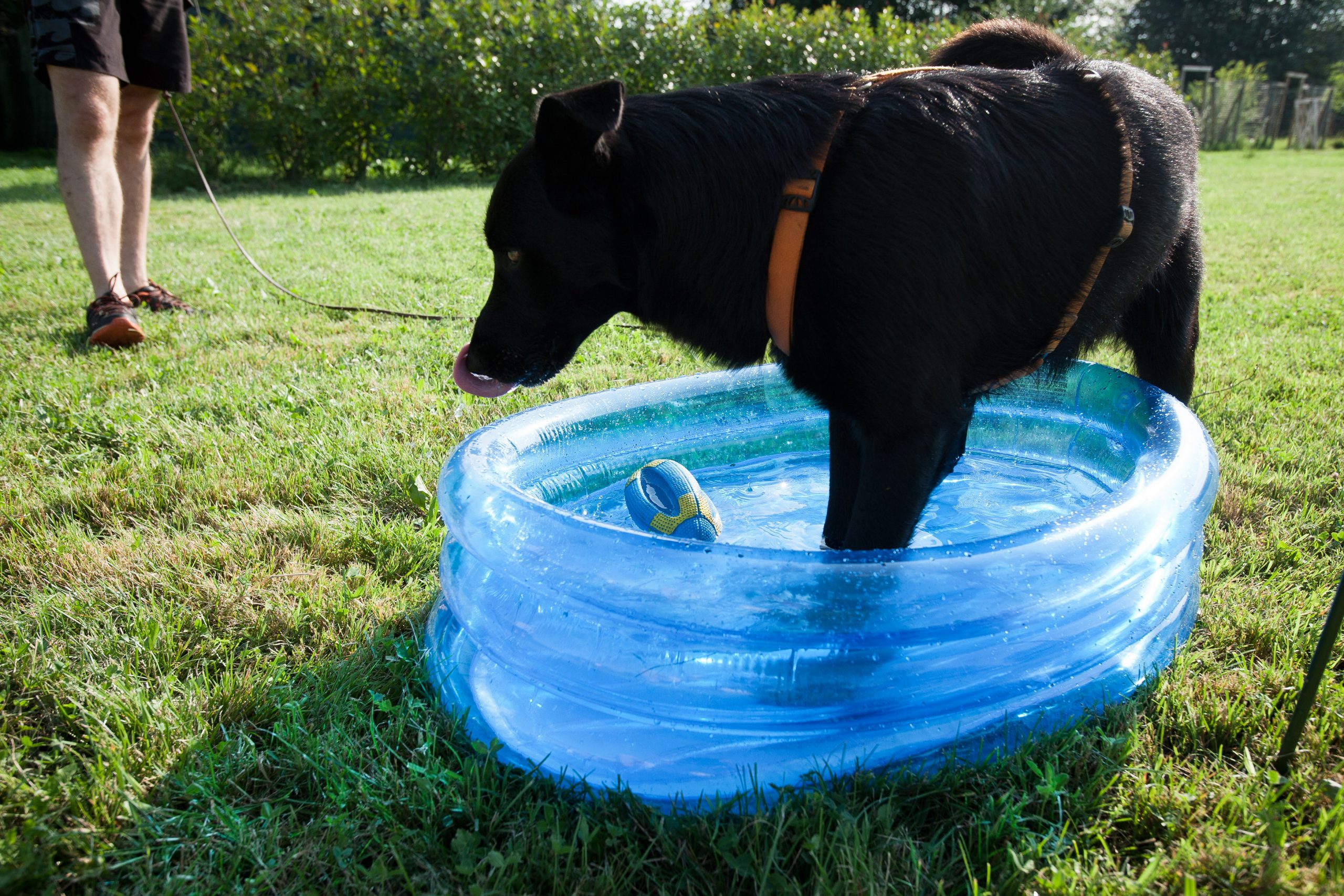 attivazione mentale: Laboratorio di attivazione mentale per cani