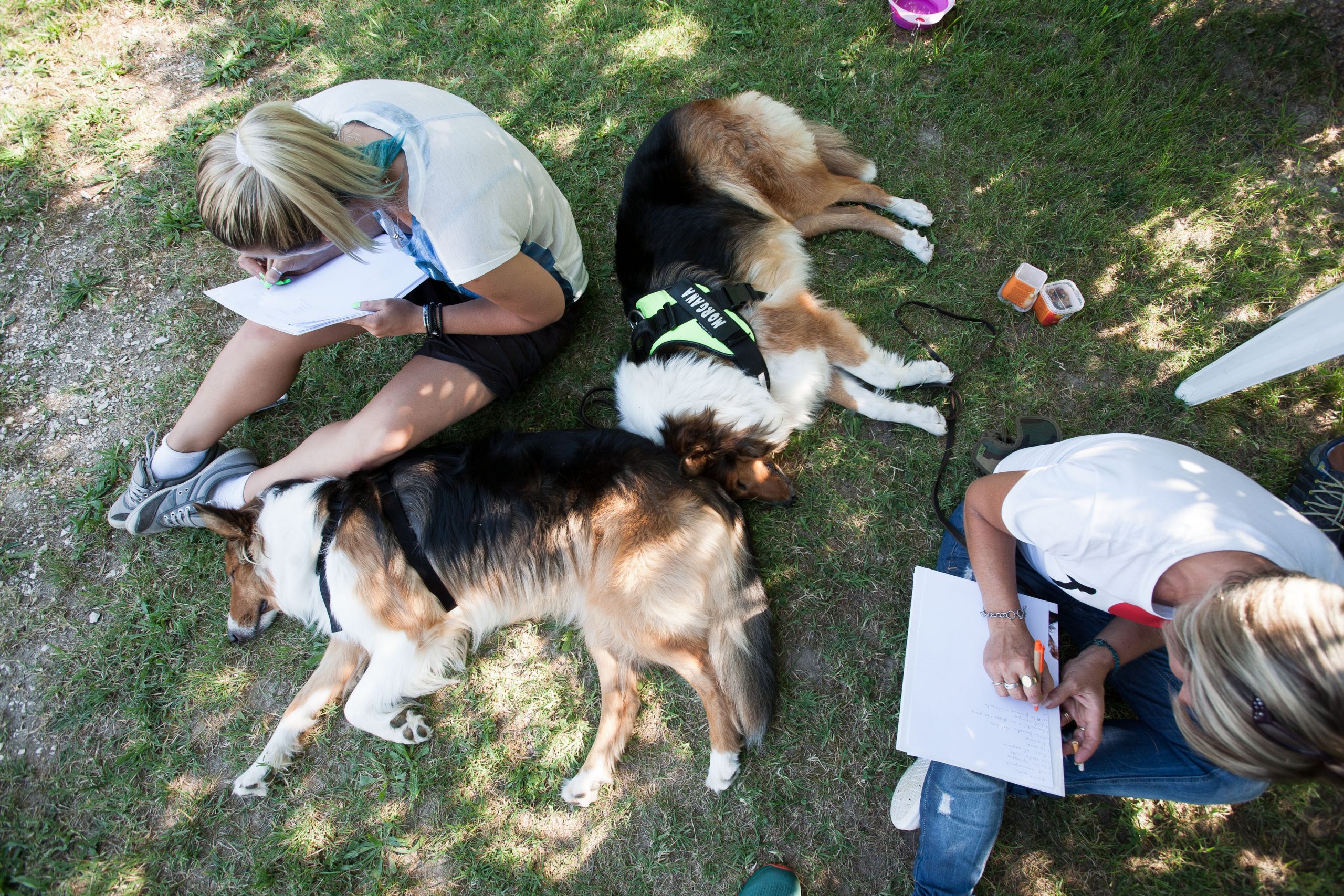 Scuola per cani, corsi di educazione per cani Venezia Mestre