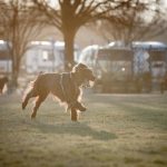 Asilo per cani Venezia Mestre - ludoteca per cani