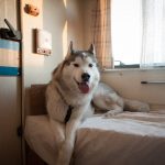 Asilo per cani Venezia Mestre - ludoteca per cani