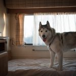 Asilo per cani Venezia Mestre - ludoteca per cani
