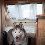 Asilo per cani Venezia Mestre - ludoteca per cani