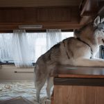 Asilo per cani Venezia Mestre - ludoteca per cani