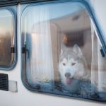 Asilo per cani Venezia Mestre - ludoteca per cani