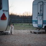 Asilo per cani Venezia Mestre - ludoteca per cani
