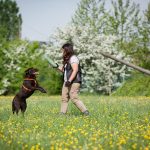 Asilo per cani Venezia Mestre - ludoteca per cani