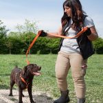 Asilo per cani Venezia Mestre - ludoteca per cani