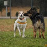 Corsi socializzazione cani Venezia, Cani per caso