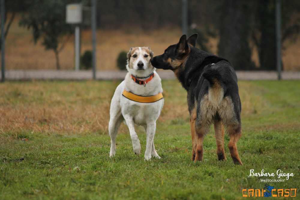 Classi di socializzazione cani Venezia Mestre