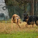 ???? Corsi socializzazione cani Venezia, Cani per caso