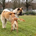 ???? Corsi socializzazione cani Venezia, Cani per caso
