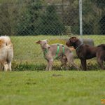 ???? Corsi socializzazione cani Venezia, Cani per caso