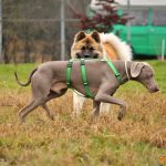 ???? Corsi socializzazione cani Venezia, Cani per caso