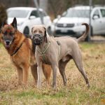 ???? Corsi socializzazione cani Venezia, Cani per caso