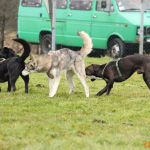 ???? Corsi socializzazione cani Venezia, Cani per caso