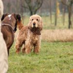 ???? Corsi socializzazione cani Venezia, Cani per caso