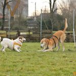 ???? Corsi socializzazione cani Venezia, Cani per caso