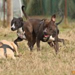 ???? Corsi socializzazione cani Venezia, Cani per caso