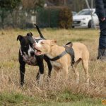 ???? Corsi socializzazione cani Venezia, Cani per caso