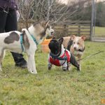 ???? Corsi socializzazione cani Venezia, Cani per caso