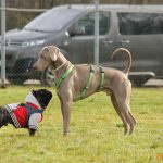 ???? Corsi socializzazione cani Venezia, Cani per caso