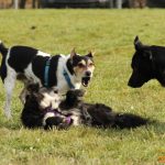 ???? Corsi socializzazione cani Venezia, Cani per caso