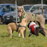 ???? Corsi socializzazione cani Venezia, Cani per caso