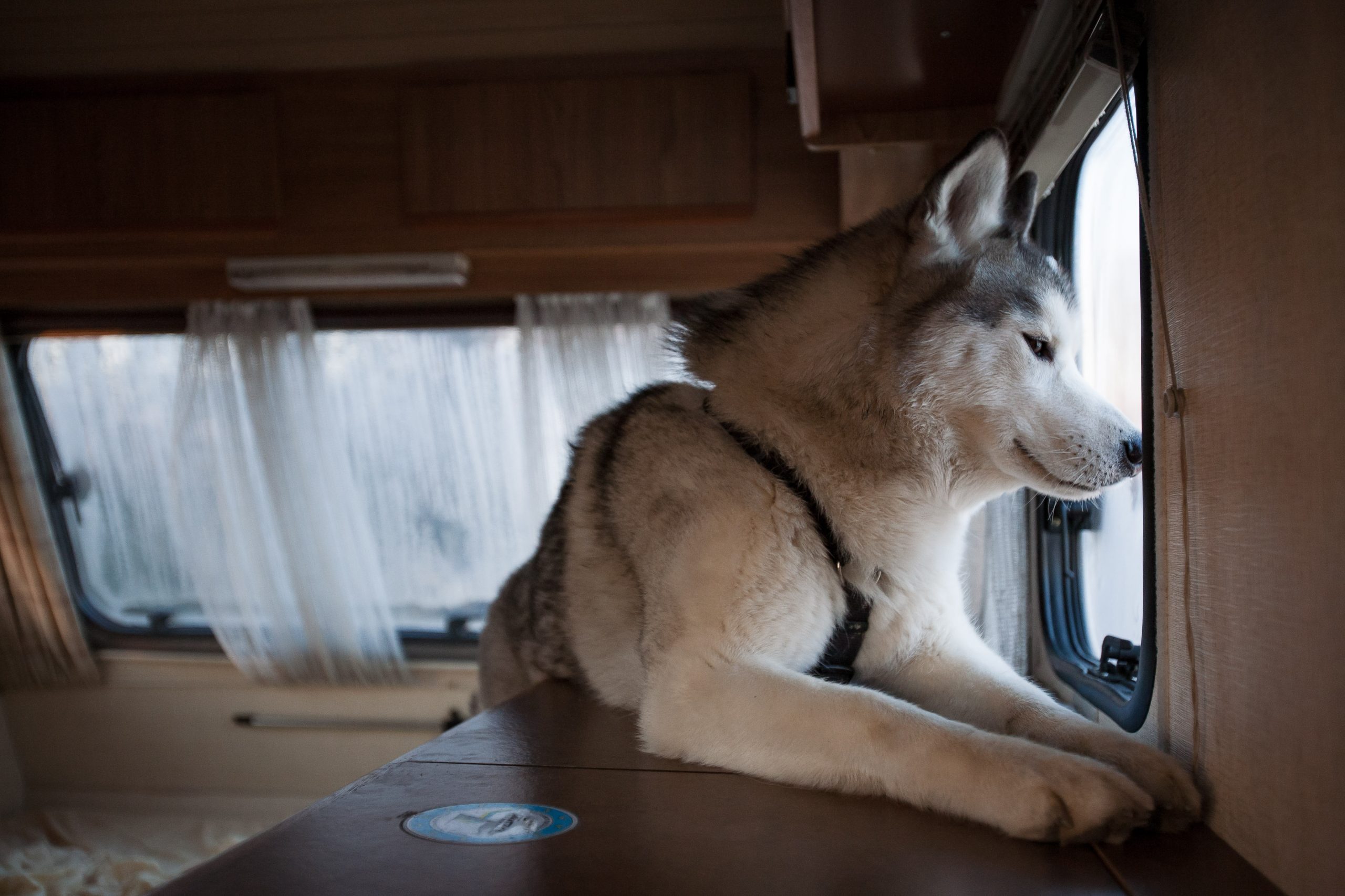 Asilo per cani a Venezia Mestre