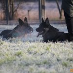 ???? Corsi socializzazione cani Venezia, Cani per caso