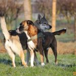 ???? Corsi socializzazione cani Venezia, Cani per caso