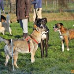 ???? Corsi socializzazione cani Venezia, Cani per caso