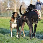 ???? Corsi socializzazione cani Venezia, Cani per caso