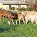???? Corsi socializzazione cani Venezia, Cani per caso