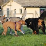???? Corsi socializzazione cani Venezia, Cani per caso