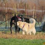???? Corsi socializzazione cani Venezia, Cani per caso
