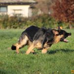 ???? Corsi socializzazione cani Venezia, Cani per caso