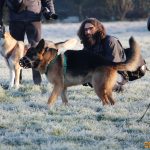 ???? Corsi socializzazione cani Venezia, Cani per caso
