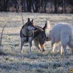 ???? Corsi socializzazione cani Venezia, Cani per caso