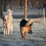 ???? Corsi socializzazione cani Venezia, Cani per caso