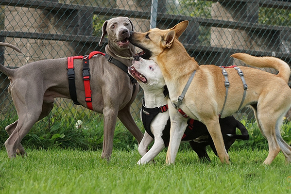 Ludoteca per cani a Venezia, Mestre