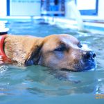 Piscina per cani Venezia, Mestre