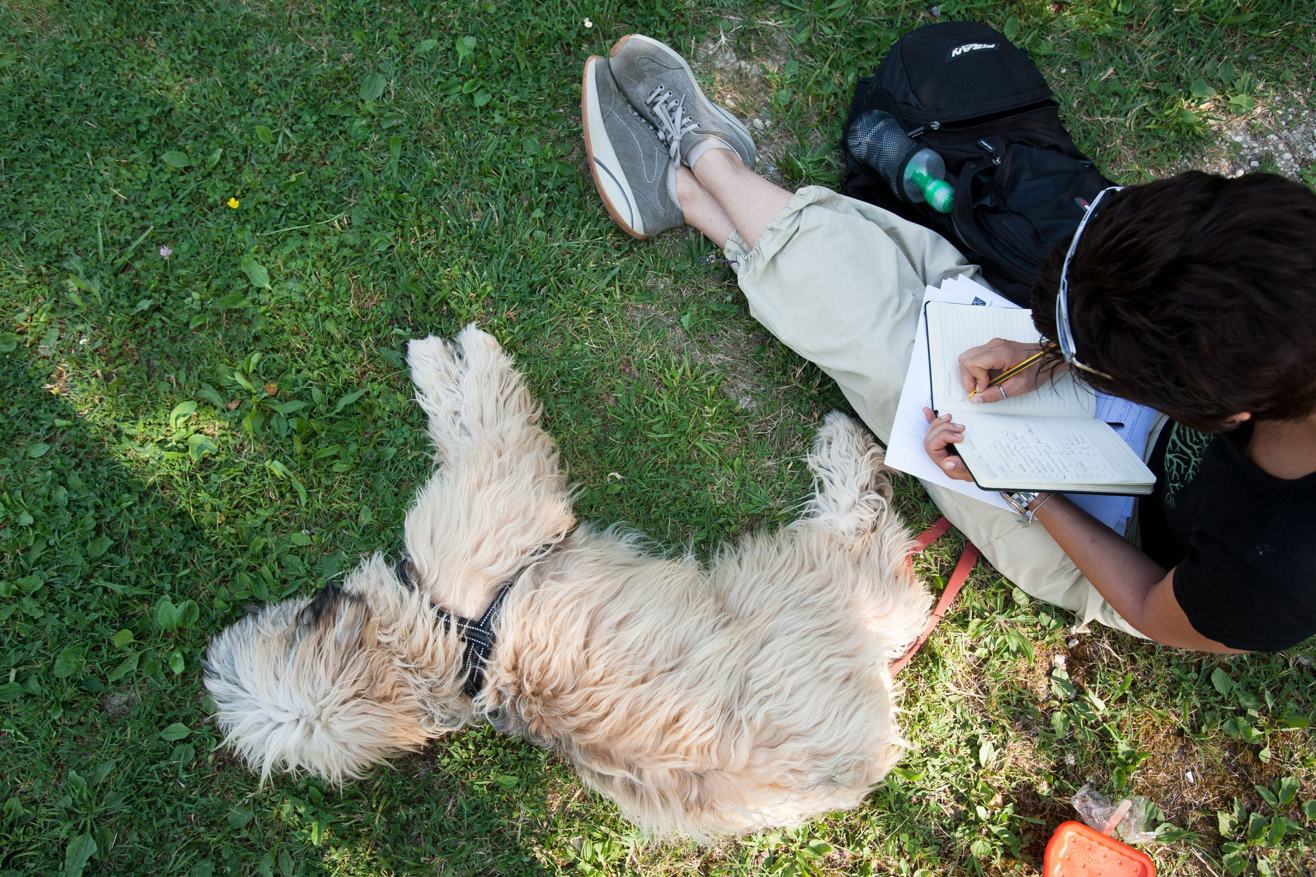 Scuola per cani Venezia, Mestre