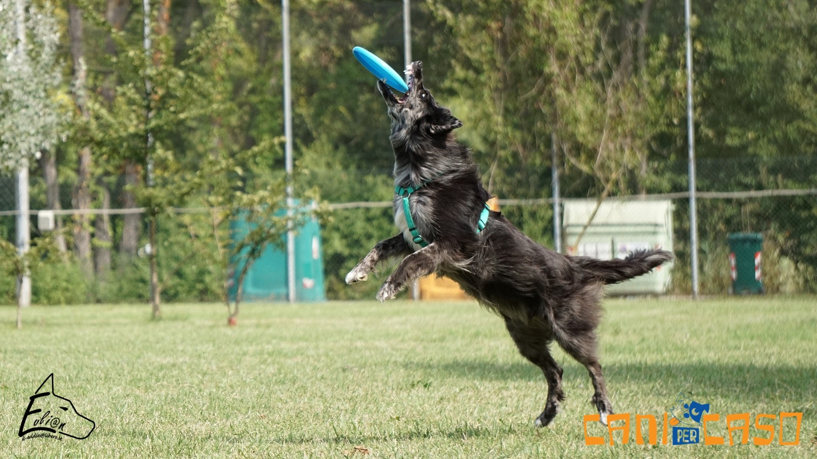 Disc Dog